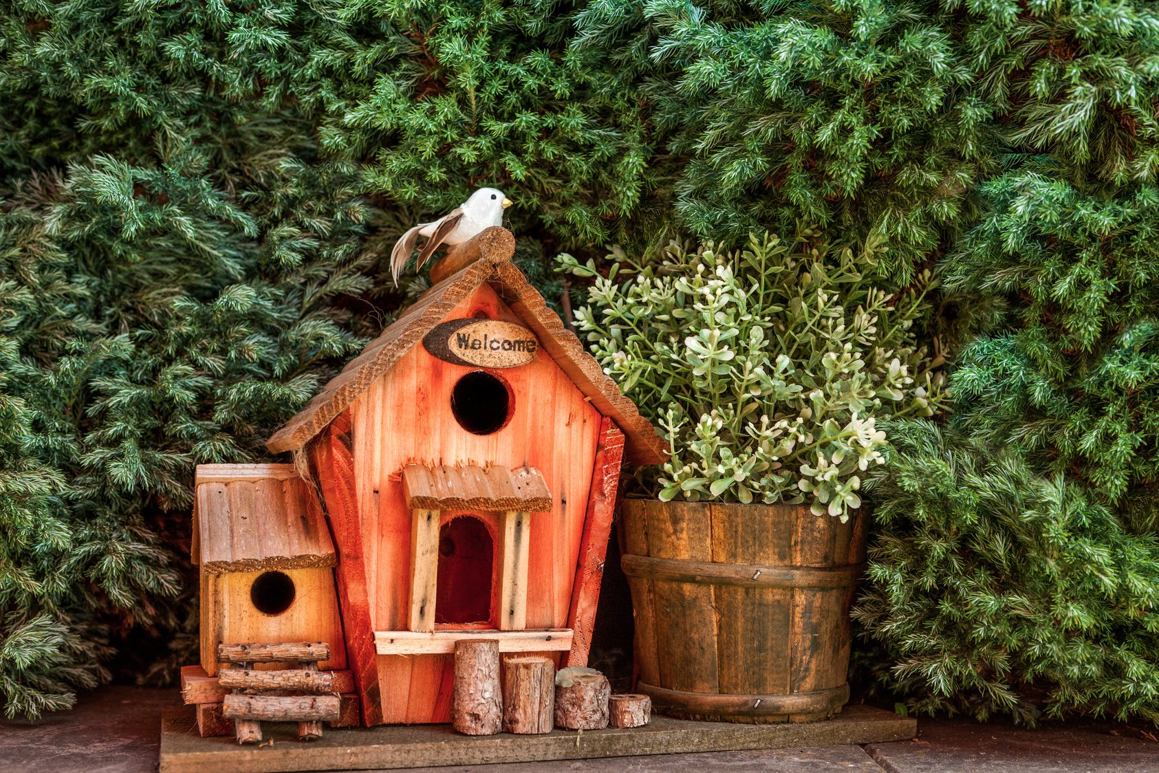 bird house